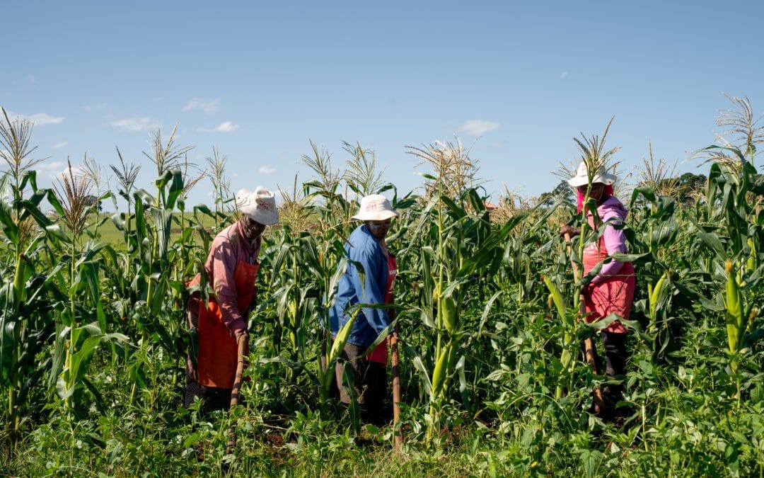 Eastern Cape: Small Scale Farmers Lead a Quiet Food Revolution